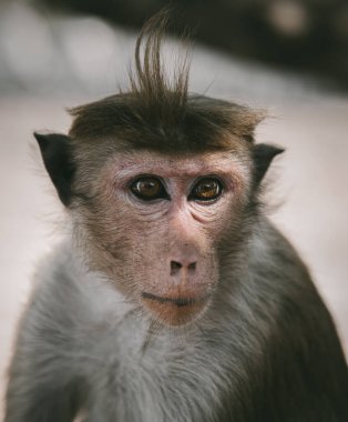Toque macaque (Macaca sinica), Sri Lanka 'ya özgü kırmızı-kahverengi renkli bir Eski Dünya maymunudur..