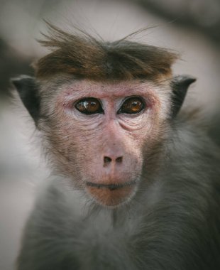 Toque macaque (Macaca sinica), Sri Lanka 'ya özgü kırmızı-kahverengi renkli bir Eski Dünya maymunudur..