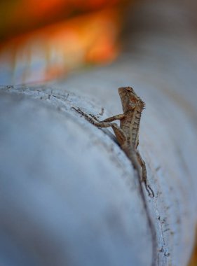 Sri Lanka ve Maldivler 'in kertenkele ve iguanaları. 