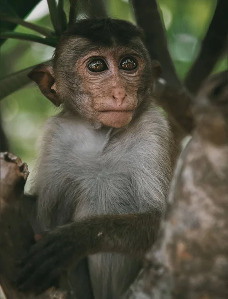 Toque macaque (Macaca sinica), Sri Lanka 'ya özgü kırmızı-kahverengi renkli bir Eski Dünya maymunudur..