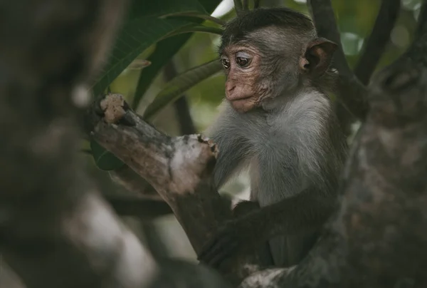 Toque macaque (Macaca sinica), Sri Lanka 'ya özgü kırmızı-kahverengi renkli bir Eski Dünya maymunudur..