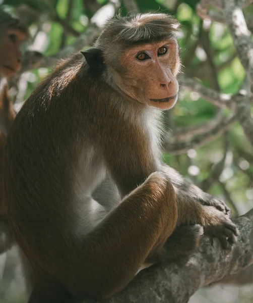 Toque macaque (Macaca sinica), Sri Lanka 'ya özgü kırmızı-kahverengi renkli bir Eski Dünya maymunudur..