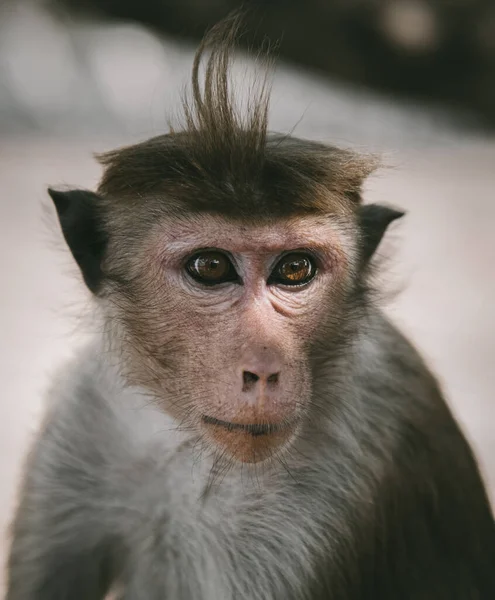 Toque macaque (Macaca sinica), Sri Lanka 'ya özgü kırmızı-kahverengi renkli bir Eski Dünya maymunudur..