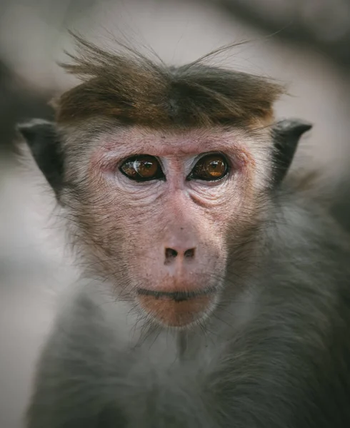 Toque macaque (Macaca sinica), Sri Lanka 'ya özgü kırmızı-kahverengi renkli bir Eski Dünya maymunudur..