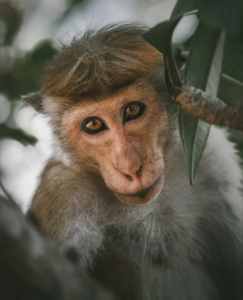 Toque macaque (Macaca sinica), Sri Lanka 'ya özgü kırmızı-kahverengi renkli bir Eski Dünya maymunudur..