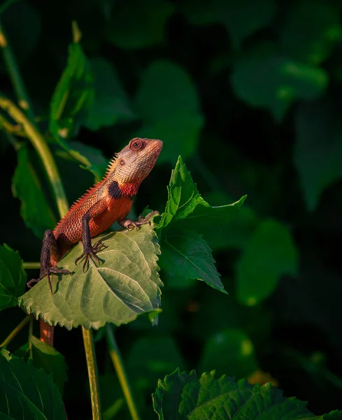 Sri Lanka ve Maldivler 'in kertenkele ve iguanaları. 