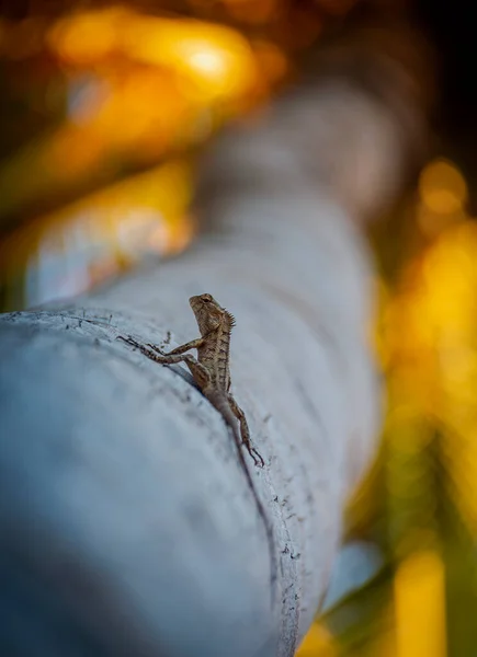Sri Lanka ve Maldivler 'in kertenkele ve iguanaları. 