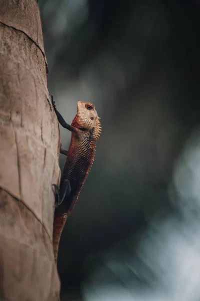 Sri Lanka ve Maldivler 'in kertenkele ve iguanaları. 