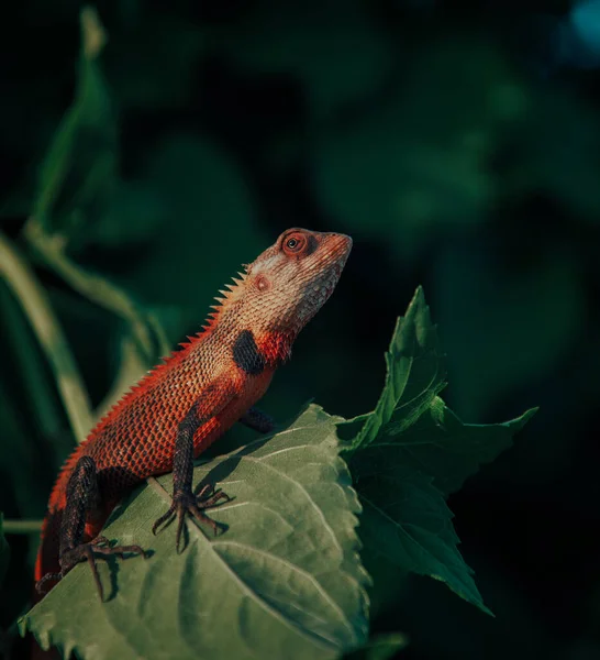 Sri Lanka ve Maldivler 'in kertenkele ve iguanaları. 