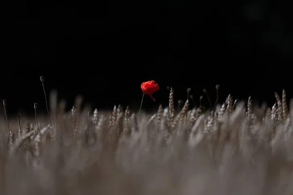 Tarlada haşhaş çiçeği. İsviçre. 2020 Yazı