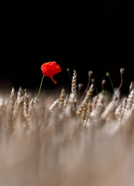 Tarlada haşhaş çiçeği. İsviçre. 2020 Yazı