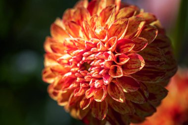 Kyiv Botanik Bahçesi 'nde kasımpatı ve yıldız çiçeği. Eylül, 2020 