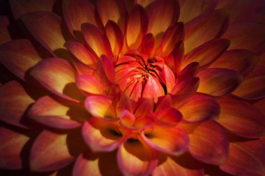 Kyiv Botanik Bahçesi 'nde kasımpatı ve yıldız çiçeği. Eylül, 2020 