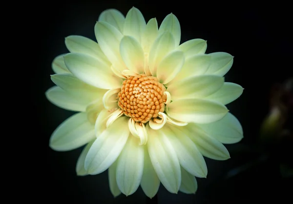 Kyiv Botanik Bahçesi 'nde kasımpatı ve yıldız çiçeği. Eylül, 2020 