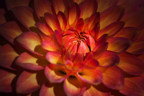 Kyiv Botanik Bahçesi 'nde kasımpatı ve yıldız çiçeği. Eylül, 2020 