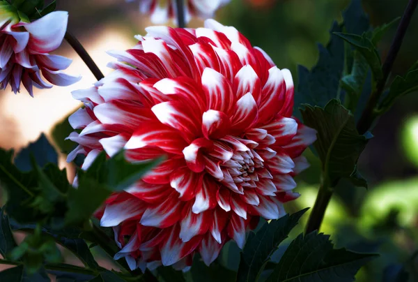 Kyiv Botanik Bahçesi 'nde kasımpatı ve yıldız çiçeği. Eylül, 2020 