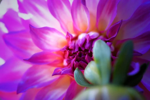 Kyiv Botanik Bahçesi 'nde kasımpatı ve yıldız çiçeği. Eylül, 2020 