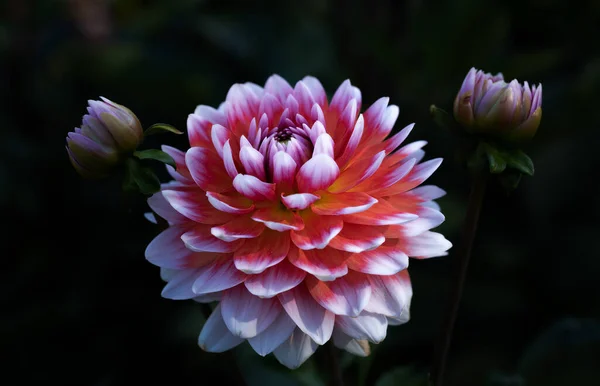 Kyiv Botanik Bahçesi 'nde kasımpatı ve yıldız çiçeği. Eylül, 2020 