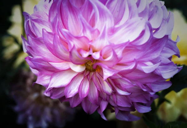 Kyiv Botanik Bahçesi 'nde kasımpatı ve yıldız çiçeği. Eylül, 2020 