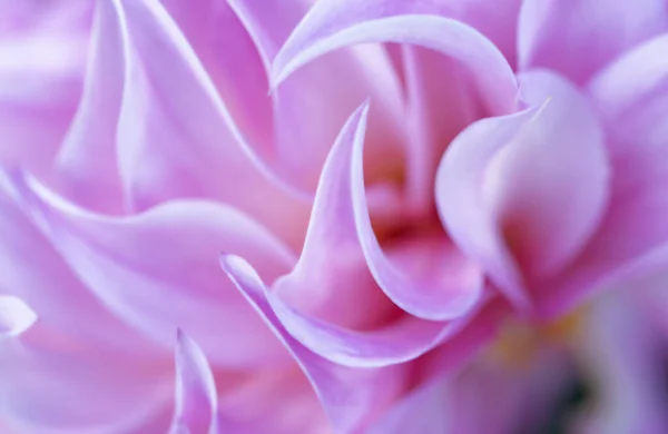 Kyiv Botanik Bahçesi 'nde kasımpatı ve yıldız çiçeği. Eylül, 2020 