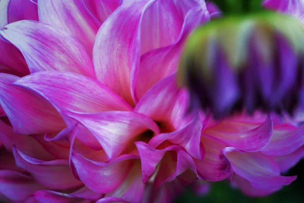 Kyiv Botanik Bahçesi 'nde kasımpatı ve yıldız çiçeği. Eylül, 2020 