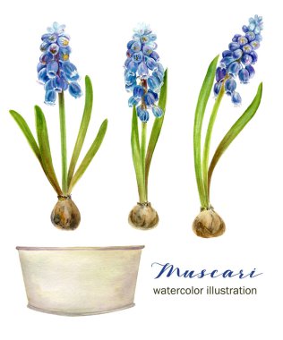 Botanik illüstrasyon, çizim bahar.