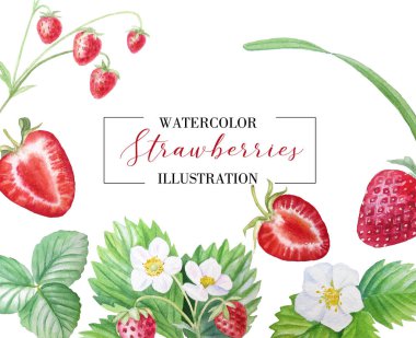 Banner çilek, olgun çilek, boyalı olarak suluboya ile. Menüler, gıda illüstrasyonlar, gıda, kozmetik, davetiyeler ve çok daha fazlası için uygundur.