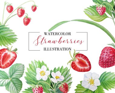 Banner çilek, olgun çilek, boyalı olarak suluboya ile. Menüler, gıda illüstrasyonlar, gıda, kozmetik, davetiyeler ve çok daha fazlası için uygundur.