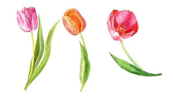 Conjunto Tulipanes Pintados Acuarela Ilustración Botánica Acuarela Dibujada Mano — Foto de Stock
