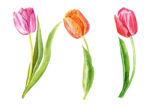 Ein Satz Aquarell Bemalter Tulpen Aquarell Botanische Illustration Von Hand — Stockfoto