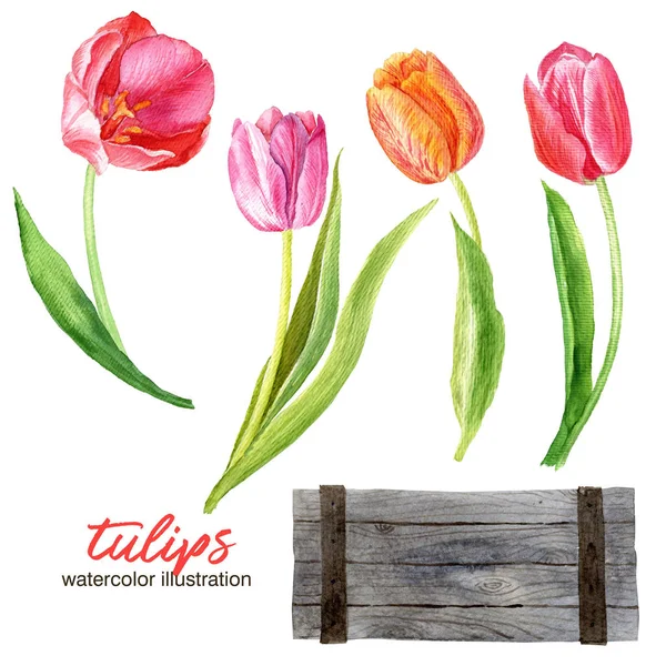 Tulipany Drewnianym Pudełku Akwarela Malarstwo Ilustracja Botaniczna — Zdjęcie stockowe