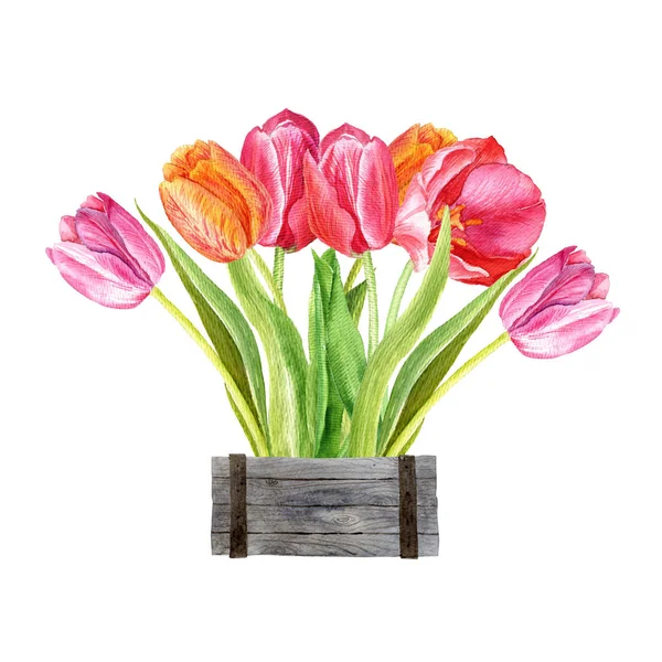 Tulipanes Una Caja Madera Pintura Acuarela Ilustración Botánica — Foto de Stock