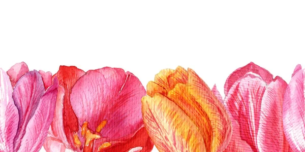 Für Grußkarten Plakate Banner Federkarte Tulpen Aquarellzeichnung Botanische Illustration Fertige — Stockfoto