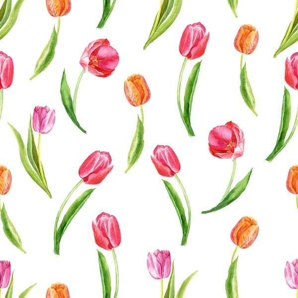 Vzor Bezešvé Tulipány Bílém Pozadí Botanická Ilustrace Akvarel Vhodná Pro — Stock fotografie