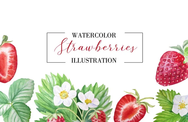 Banner çilek, olgun çilek, boyalı olarak suluboya ile. Menüler, gıda illüstrasyonlar, gıda, kozmetik, davetiyeler ve çok daha fazlası için uygundur.