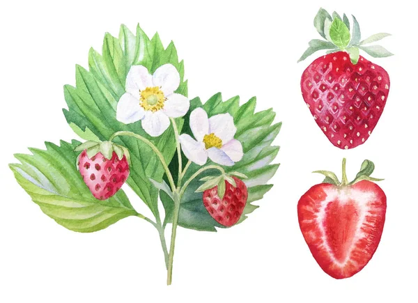 Banner Szamóca Érett Bogyók Festett Akvarell Menük Illusztrációk Élelmiszer Élelmiszer — Stock Fotó