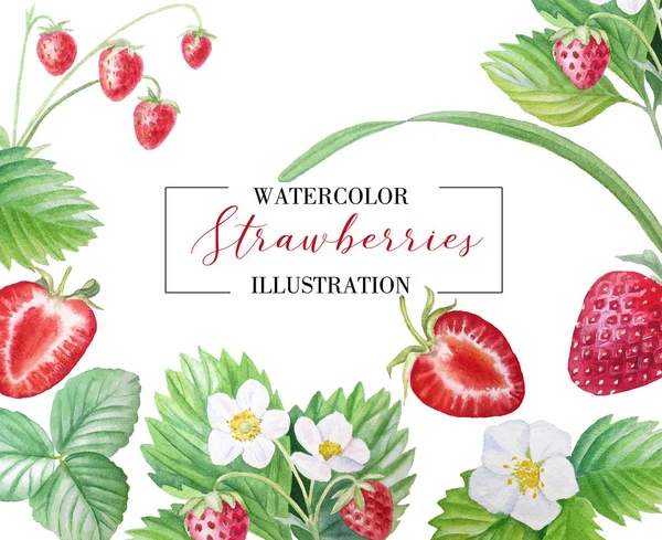 Banner çilek, olgun çilek, boyalı olarak suluboya ile. Menüler, gıda illüstrasyonlar, gıda, kozmetik, davetiyeler ve çok daha fazlası için uygundur.