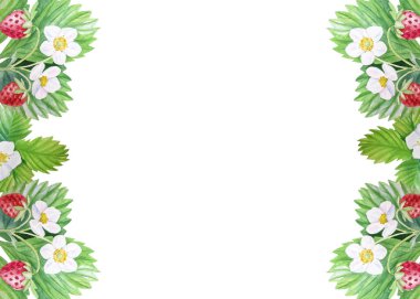 Banner çilek, olgun çilek, boyalı olarak suluboya ile. Menüler, gıda illüstrasyonlar, gıda, kozmetik, davetiyeler ve çok daha fazlası için uygundur.