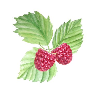 Çilek suluboya ile el ile boyanır.