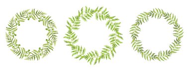 Fern yaprak beyaz bir arka plan üzerine suluboya ile boyalı. Orman otlar. Yeşil orman dalları.