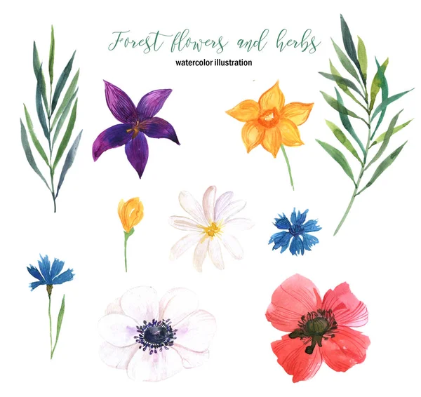 Coleção Flores Ervas Florestais Desenhadas Mão Sobre Fundo Branco — Fotografia de Stock