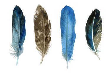 Beyaz arka planda suluboya tüyleri. Boho tarzı. Beyaz arka planda izole tüyler. Kartlar, davetiyeler, posterler, kumaşlar, giysiler için çizimler.