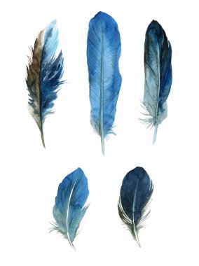 Beyaz arka planda suluboya tüyleri. Boho tarzı. Beyaz arka planda izole tüyler. Kartlar, davetiyeler, posterler, kumaşlar, giysiler için çizimler.