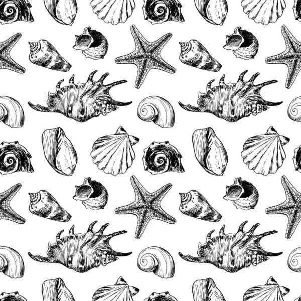 ปแบบไร รอยต เปล อกหอยทะเลเส นขอบแยกก นบนพ นหล ขาว — ภาพถ่ายสต็อก