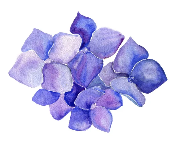 Flor Azul Hortensia Acuarela Ilustración — Foto de Stock