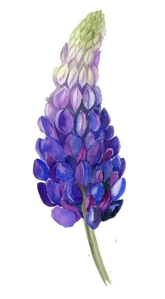 Голубой Люпин Акварельная Ботаническая Иллюстрация — стоковое фото