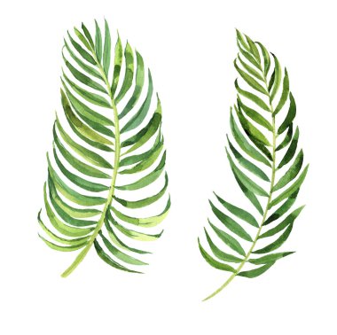 elle çizilen suluboya tropikal palmiye yaprakları seti