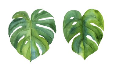 elle çizilen suluboya tropikal palmiye yaprakları seti