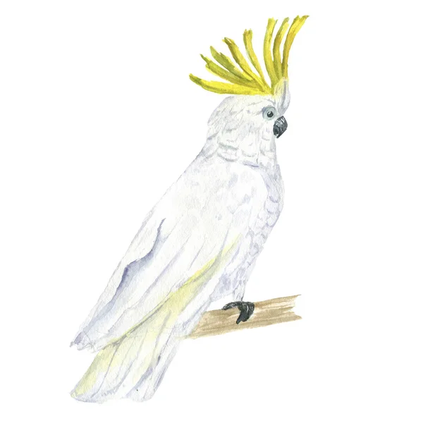 Watercolor Illustration Beautiful Cockatoo Parrot Branch Isolated White Background — Stock Photo, Image