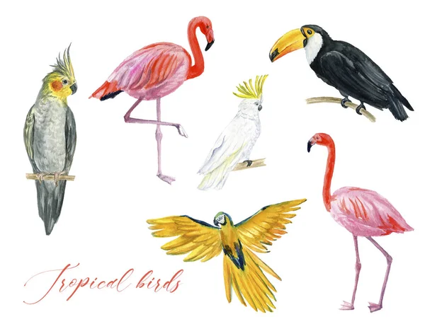 Акварельная Иллюстрация Красивых Попугаев Ветвях Фламинго Белом Фоне Концепция Тропических — стоковое фото